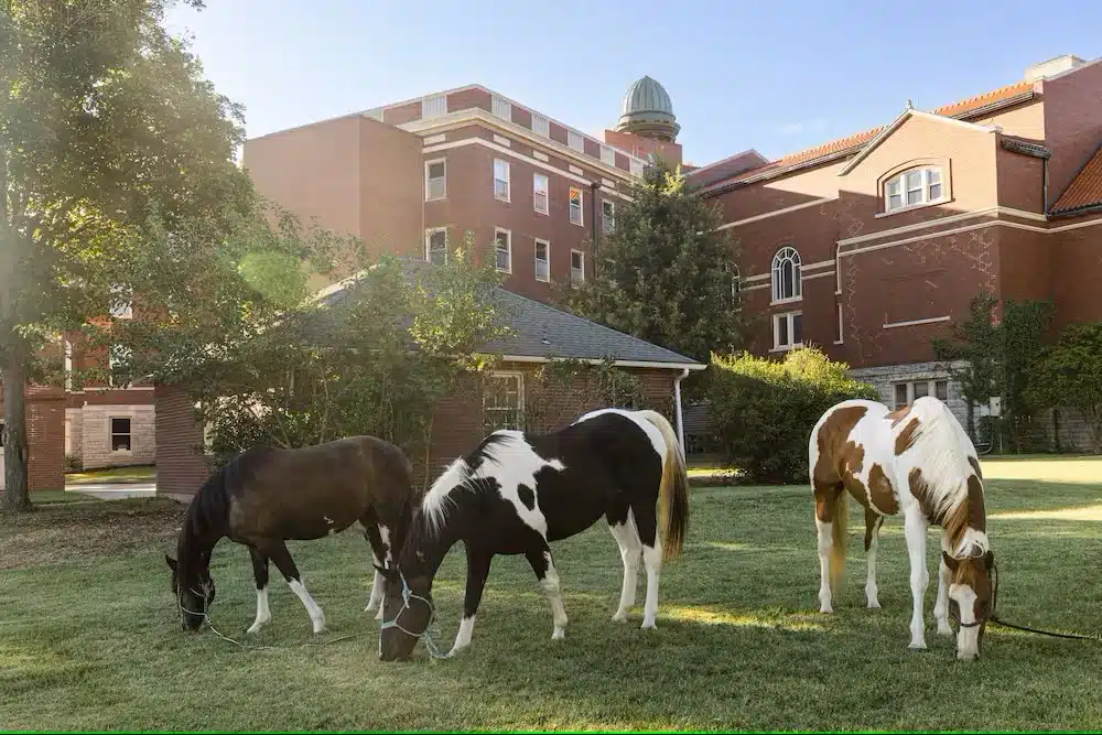 Arista Recovery - Preview